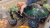 Hoacga Carnival Glass Auction Lots 102 Thru 150